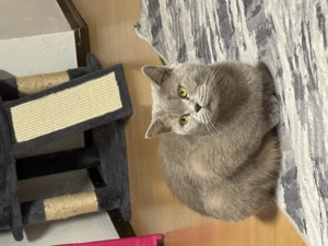 Susam sucht ein neues Zuhause 