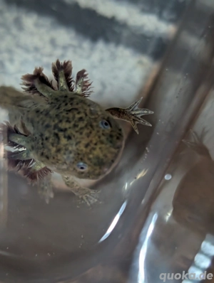 Axolotl Nachzuchten - Handaufzuchten viele farben  nur noch wenige Harlekins