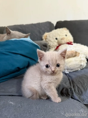 Zwei wundervolle BKH-Katerbabys suchen ein liebevolles Zuhause   