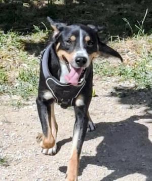 SIMBA , Junghund, Rüde, Schwarz-braun-weiß-Traumhund sucht Für-immer-Zuhause