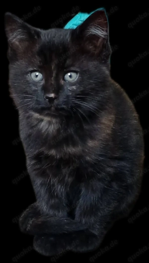 2 Monate alte Katzen