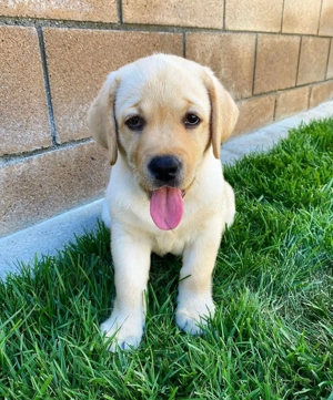 Hkjhs Labrador Welpen Ready (3)