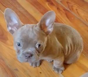 Wunderschöne Französische Bulldoggen Welpen zur Abgabe ??