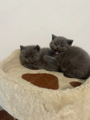 Britisch Kurzhaar Kitten reinrassig