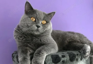 Reinrassige BKH Katze grau Bild 8