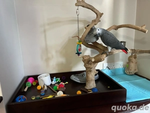 zwei afrikanische Graupapageien