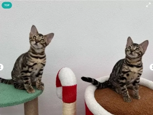 Wunderschöne Bengal kitten mit Stammbaum