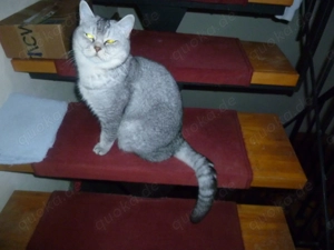 BKH Kater kastriert entwurmt