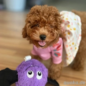 Toy Zwerg Pudel Welpen
