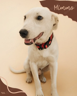 Mimmo, a.d.Tierschutz, sucht Happy-Home 