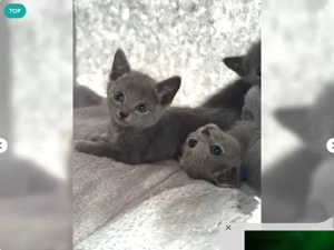 Russisch Blau Kitten (m w) mit Stammbaum