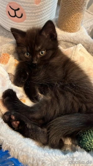 britische Kurzhaar Mix europäische Kurzhaar