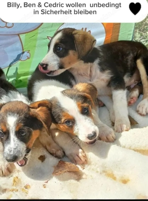 CEDRIC  Welpe, Rüde, ein fröhlicher, neugieriger kleiner Welpe sucht sein Für-immer-Zuhause 