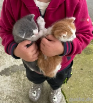 Kätzchen Kater Kitten