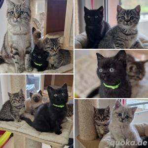 Wunderschöne Reinrassige BKH Kitten 