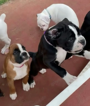 Wunderschöner Boxerwurf   Welpenaufstellung