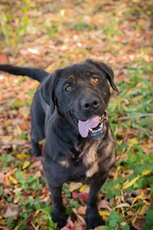 *ISKA* Die Hündin ist ruhig und entspannt. Sie ist sozial, und sie spielt gerne mit Bällen