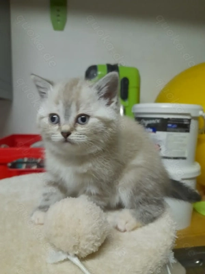 Sehr liebes Britisch Kurzhaar Mädchen