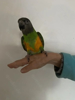 Mohrenkopfpapagei Hahn