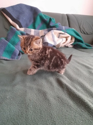 Liebes Britisch Kurzhaar Katerchen