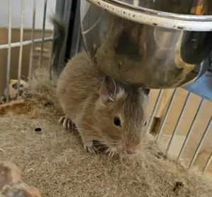 Junge Degu Dame - Tiffy