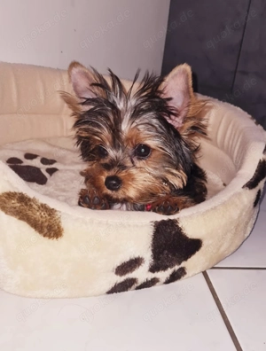 Yorkshire Terrier Welpen 