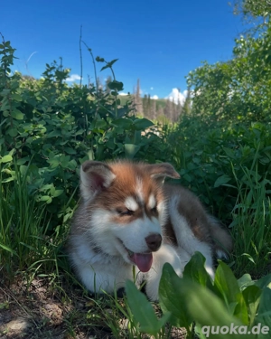 Siberian Husky Welpe - Bereit für ein liebevolles Zuhause