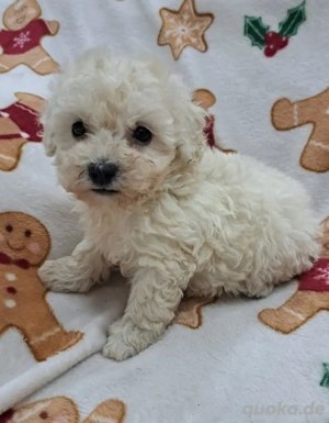 Toypudel Welpen Toy-Pudel