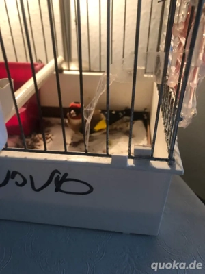 europeu stiglitz männlisch 