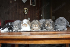 Junge Zwergwidder Kaninchen Jungtiere Hasen vom Züchter