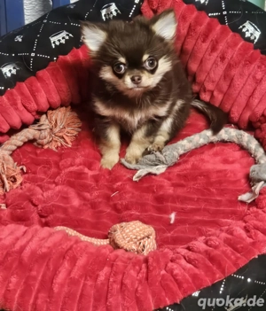 Chihuahua Welpen Langhaar schoko 