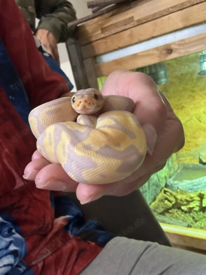 Königspython (Python Regius) 0.1 Banana Orange Dream het. Clown Königspython Weibchen 4 Monate alt 