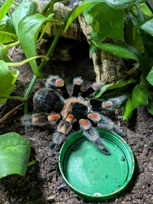 Rotknie Vogelspinne - Brachypelma smithi adultes Weibchen inkl. Terrarium 