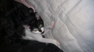 Milli sucht noch ein Zuhause 