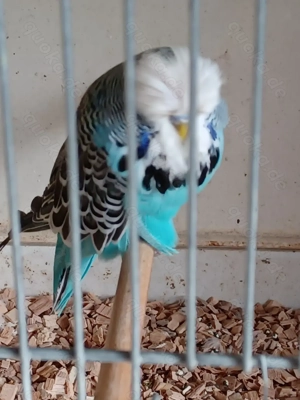 Schauwellensittiche abzugeben