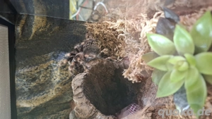 Brachypelma Hamorii 0.1 inkl Terra