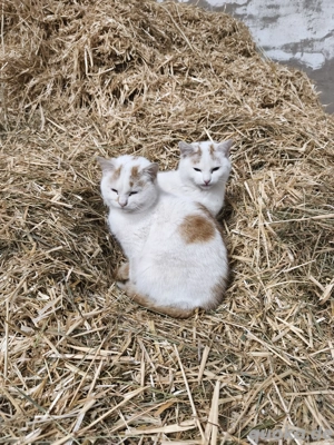 Kater Brüder nur zusammen 
