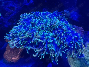 Koralle Euphyllia Dragon Soul