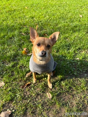 kleine Hündin sucht liebevolles Zuhause