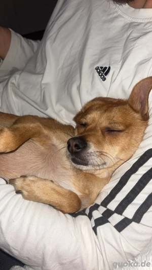 kleine Hündin sucht liebevolles Zuhause