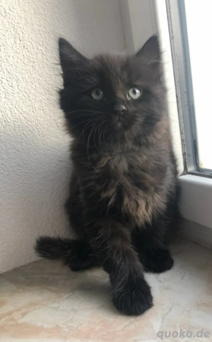 Kunterbunte Babykatzen Rassemix