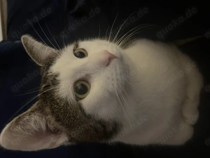 Baby Katzen mit Eltern 