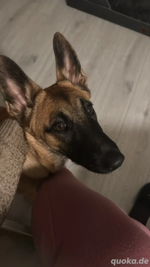 Malinois Belgischer Schäferhund Hündin 6 Monate alt