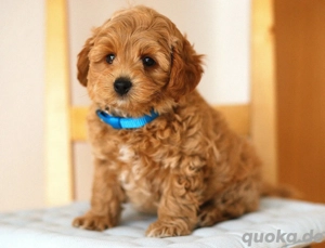 Wunderschöne Maltipoo Welpen vom erfahrenen Züchter