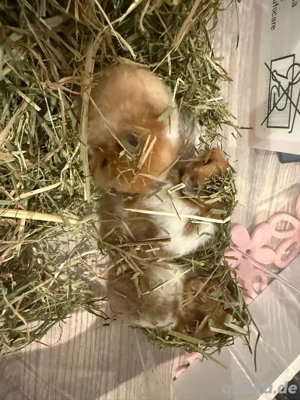 Goldhamster- Teddyhamster mixe