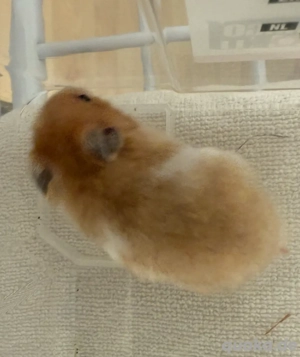 Goldhamster- Teddyhamster mixe