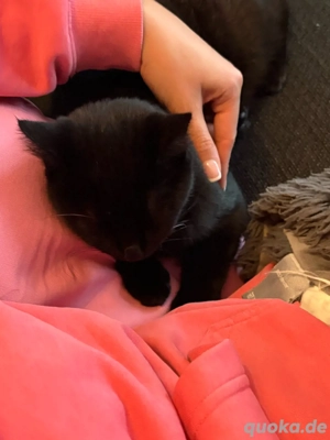 Verschmuste Katze abzugeben