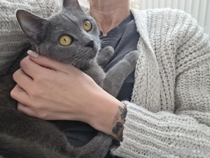 Britisch Kurzhaar Katze 