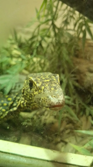 Verkaufe Blauschwanzwaran 