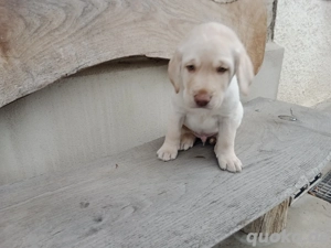 Labrador Welpen Hunde gelb Rüde Hund Appenzeller